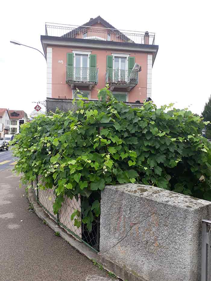Vigne Yverdon-les-Bains